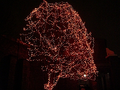 097 Toledo Zoo Light Show [2008 Dec 27]